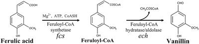 Maximizing the Efficiency of <mark class="highlighted">Vanillin</mark> Production by Biocatalyst Enhancement and Process Optimization